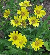 Meadow Arnica Yellow Flower Seeds for Planting - NON GMO Seeds