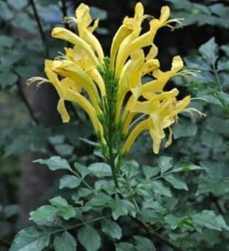 Heirloom Yellow Cape Honeysuckle Flower Seeds, Non-GMO Bright Blooms for Planting for planting in your garden.