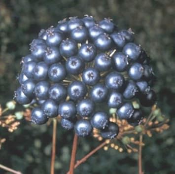 Black sarsaparilla fruit seeds