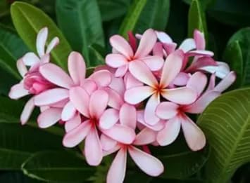 Light Pink Frangipani Flower Seeds – Heirloom Non-GMO Plumeria Seeds for Fragrant Tropical Gardens