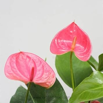 Heirloom Non-GMO Anthurium Flower Seeds for Planting ƒ?? Pink Exotic Blooms