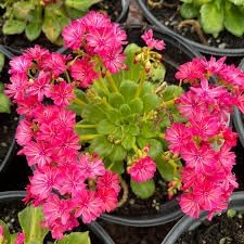 Heirloom Non-GMO Lewisia Flower Seeds for Planting – Drought-Tolerant Rock Garden Blooms