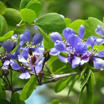 Blue Lignum Vitae Plant Seeds for Planting - NON GMO Seeds