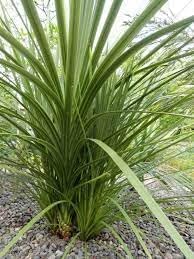 Dracaena Spikes Plant Seeds for Planting - 100 Pcs pcs
