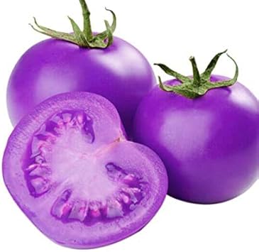 Dark Violet Tomato Solanum lycopersicum for planting in home garden
