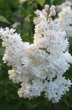 Lilac Flower Seeds for Planting -NON GMO Seeds