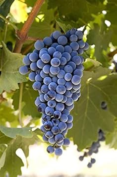 Cabernet Sauvignon Grape Bush Plant Seeds for Planting- Ideal for home Garden, Heirloom Seeds