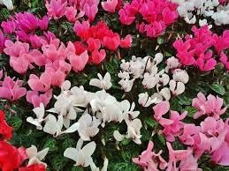 Persicum Flower Seeds for Planting - 100 pcs