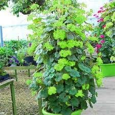 Green Climbing Geranium Flower Seeds - Heirloom & Non-GMO Seeds for planting for planting in home garden