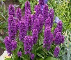 Majalis Flower Seeds Heirloom Non GMO Planting - 100 pcs for planting in home garden