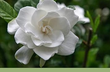 Gardenia Jasminoides Flower Seeds for Garden - 100 pcs for planting in your garden.
