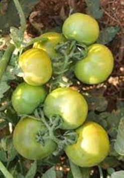 Tomato Seeds for Planting - Light Green Variety - heirloom & Non GMO Seeds