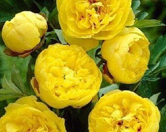 Yellow Peony Flower Seeds for Planting - NON GMO Seeds