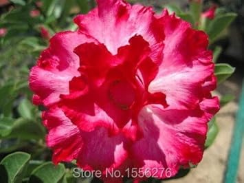 Heirloom Non-GMO Sky Blue Adenium Obesum Flower Seeds for Planting – Exotic Desert Rose Seeds