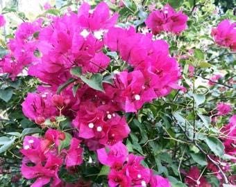 Bougainvillea Flower Seeds Heirloom Non GMO Planting - 100 pcs