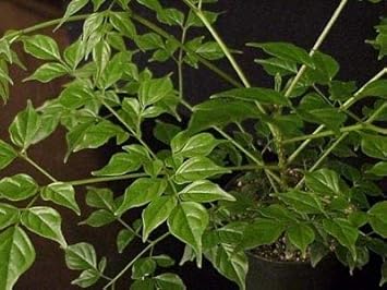 Organic Green Radermachera Plant Seeds for Planting ƒ?? Heirloom, Non-GMO