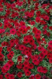 Heirloom Velour Petunia Flower Seeds for Planting - NON-GMO, Easy to Grow, Beautiful Garden Blooms