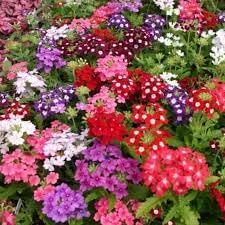 Verbena Dwarf Mix Flower Seeds for Planting - NON GMO Seeds