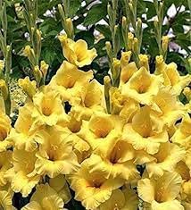 Gladiolus Flower Seeds Heirloom Non GMO Planting - 100 pcs