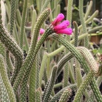 Arrojadoa Penicillata Seeds for Planting - Unique Plant - heirloom & Non GMO Seeds