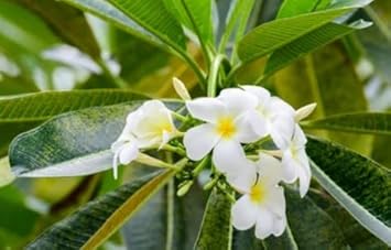 White Frangipani Flower Seeds – Heirloom Non-GMO Plumeria Seeds for Fragrant Gardens