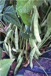 Green Pole Bean Vegetable Seeds for Planting, heirloom & Non-GMO Seeds