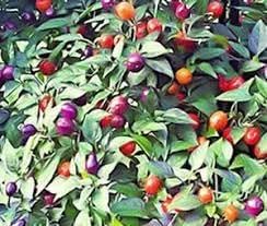 Filius Blue Pepper Seeds for Planting, 100 Pcs pcs