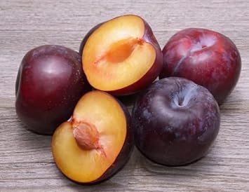 Burgundy Alubukhara plum fruit seeds