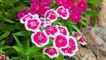 Organic Pink White Dianthus Flower Seeds for Planting – Heirloom, Non-GMO for planting in your garden.