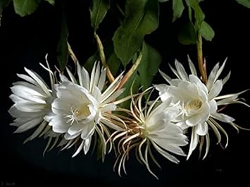 Heirloom White Epiphyllum Oxypetalum Flower Seeds – Non-GMO Night Blooming Garden Seeds