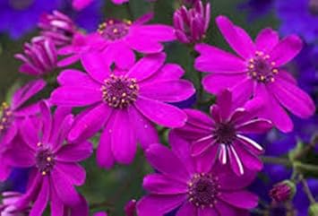 Purple Florists Cineraria Flower Seeds - 100 pcs