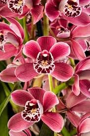 Milii Flower Seeds for Planting - NON GMO Seeds
