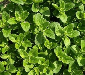 Sea Green Mint Seeds Scientific Name Placeholder for planting in home garden