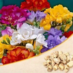 Freesia Flower Seeds for Planting 100 pcs -Hierloom Flower Seeds