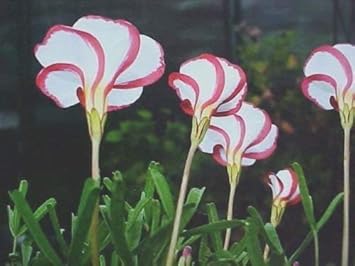 Red White Versicolor Flower Seeds for Planting - 100 pcs
