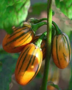 Egg Plant Sweet Fruit Seeds for Planting - Orange Color Variety, Premium Seeds, GMO Free