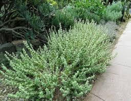 Sage Teucrium Scorodonia Flower Seeds for Planting ,Heirloom Seeds