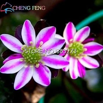 Pink White Hepatica Seeds for Planting – Organic, Heirloom, Non-GMO Flower Seeds