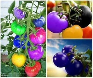 Rainbow Cherry Tomato Solanum lycopersicum seeds for garden planting