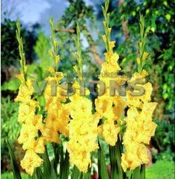 Heirloom Yellow Gladiolus Hybridus Flower Seeds ƒ?? Non-GMO Perennial Blooms for Planting