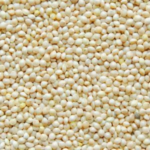 White Proso Millet Seeds for Planting - NON GMO Seeds