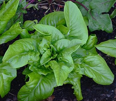 Amish Deer Tongue Lettuce Seeds for Planting - 100 Pcs pcs