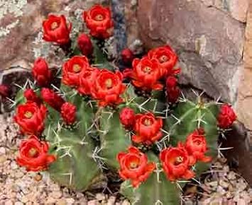 Claret Cup Hedgehog Cacti Seeds for Planting NON GMO Seeds