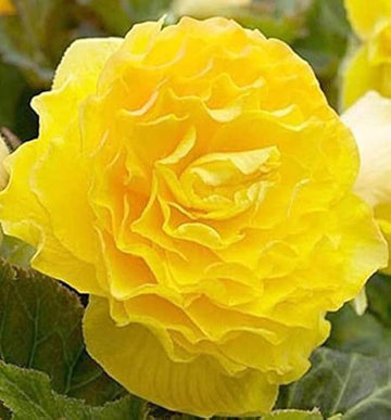 Heirloom Non-GMO Light Yellow Begonia Flower Seeds for Planting – Shade-Loving Ornamental Blooms