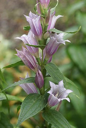 Lavender Gentiana Asclepiadea Seeds for Planting - NON GMO Seeds
