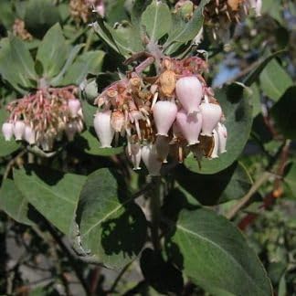 Whiteleaf Manzanita Plant Seeds for Garden Planting - NON GMO Seeds