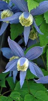 Heirloom Non-GMO Blue Clematis Flower Seeds for Planting – Vibrant Climbing Vine Bloom Seeds