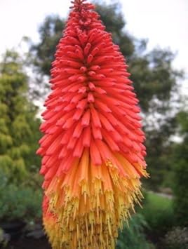 Heirloom Non-GMO Red Yellow Kniphofia Flower Seeds for Planting ƒ?? Vibrant Torch-Lily Blooming Seeds for planting in your garden.