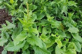 King Henry Plant Seeds for Planting - 100 pcs