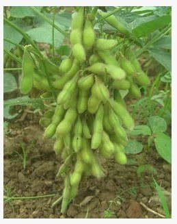 Green Bean Vegetable Seeds for Planting - 100 Pcs pcs